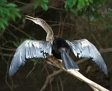 Anhinga