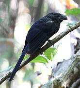 Groove-billed Ani