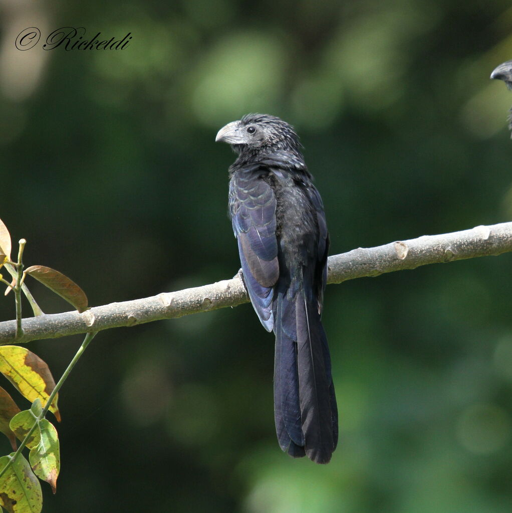 Groove-billed Ani