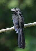 Groove-billed Ani