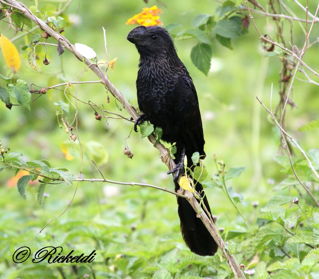 Smooth-billed Ani