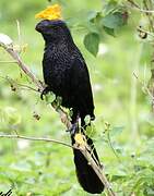 Smooth-billed Ani