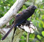 Smooth-billed Ani