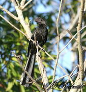 Smooth-billed Ani