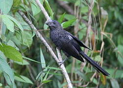 Smooth-billed Ani