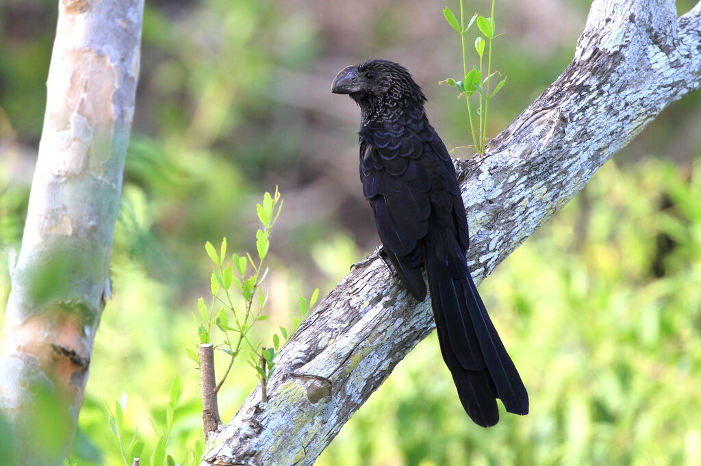 Smooth-billed Ani