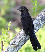 Smooth-billed Ani