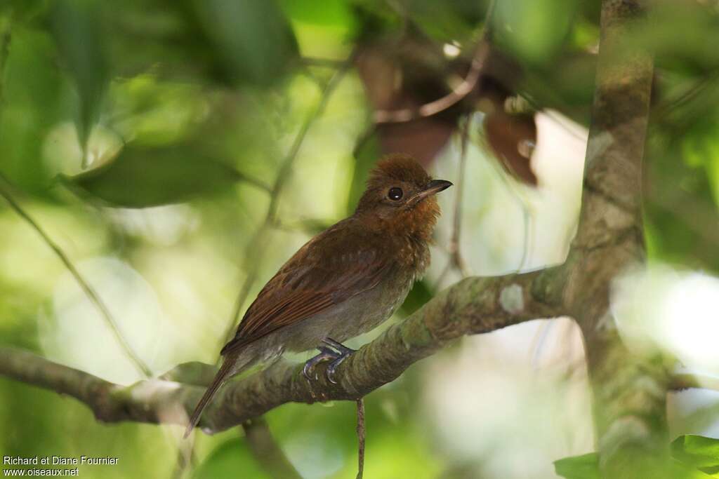 Russet-winged Schiffornis