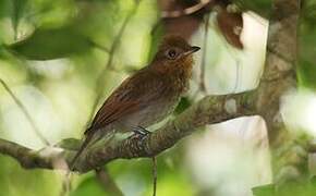 Russet-winged Schiffornis