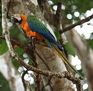 Blue-and-yellow Macaw