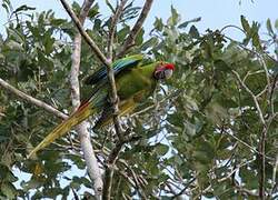 Great Green Macaw