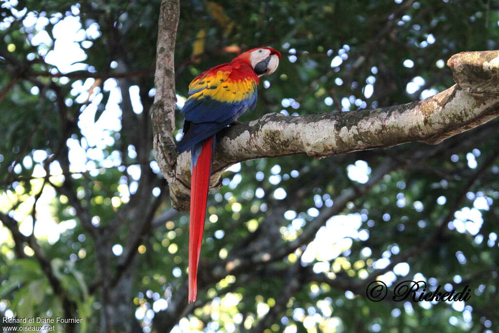 Scarlet Macawadult, habitat, pigmentation