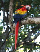 Scarlet Macaw