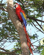 Scarlet Macaw