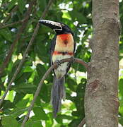 Collared Aracari