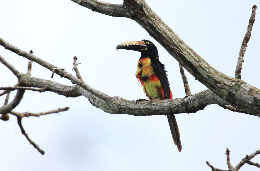 Collared Aracari