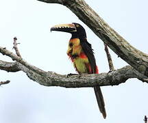 Collared Aracari