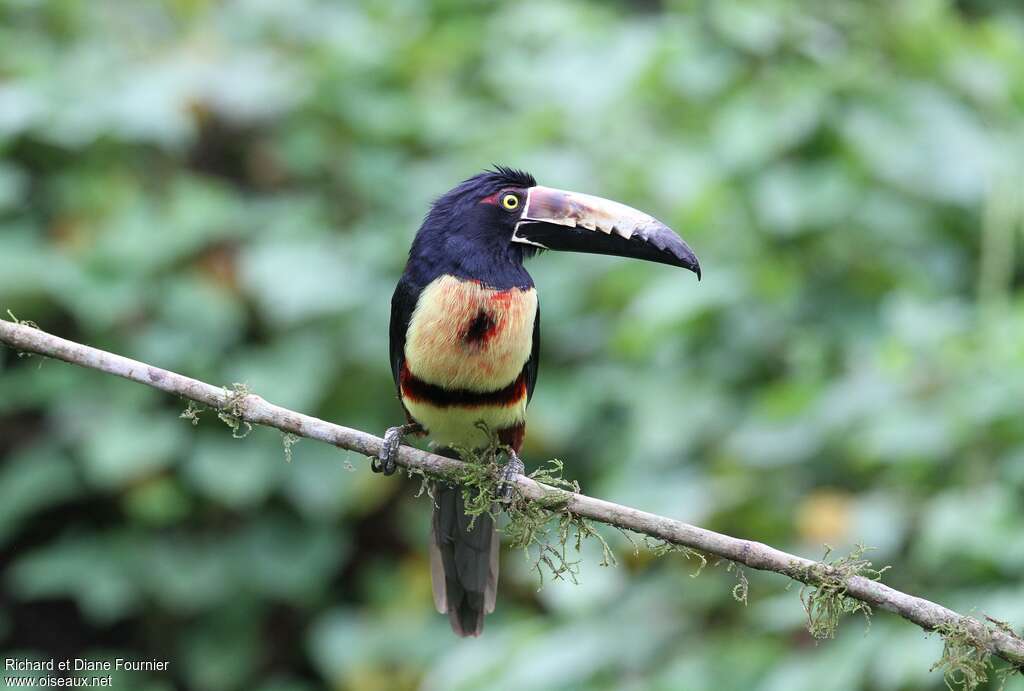 Collared Aracari, identification