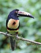 Collared Aracari