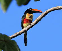Fiery-billed Aracari