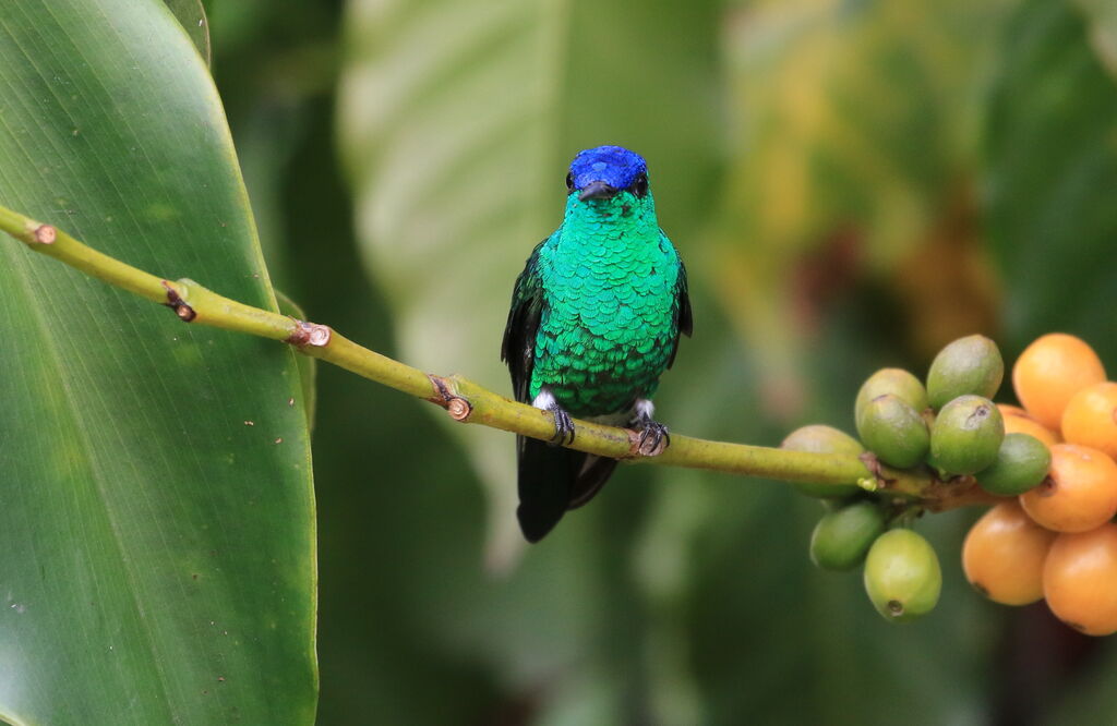 Indigo-capped Hummingbird