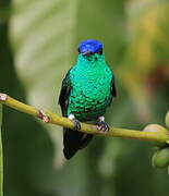 Indigo-capped Hummingbird