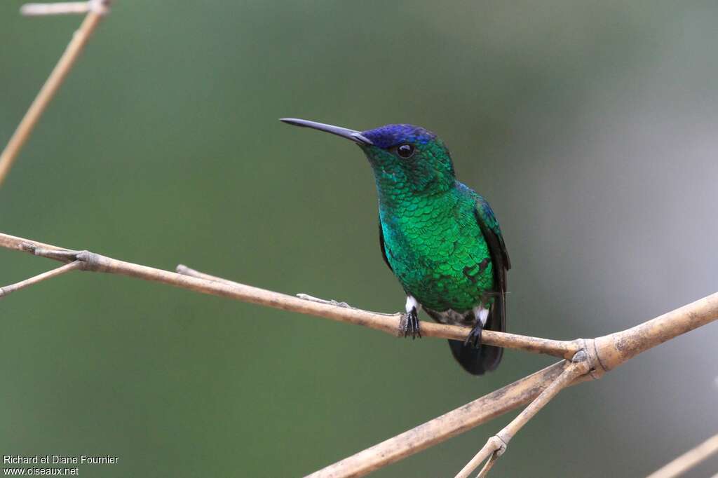 Indigo-capped Hummingbirdadult, close-up portrait, pigmentation