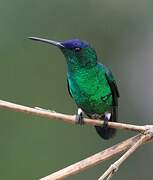Indigo-capped Hummingbird