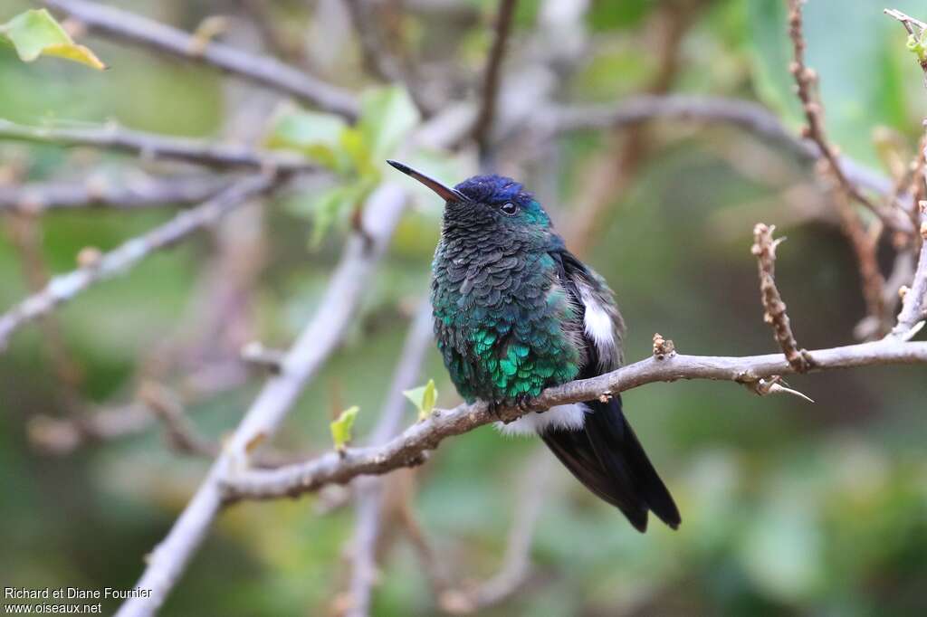 Indigo-capped Hummingbirdadult transition