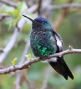 Indigo-capped Hummingbird