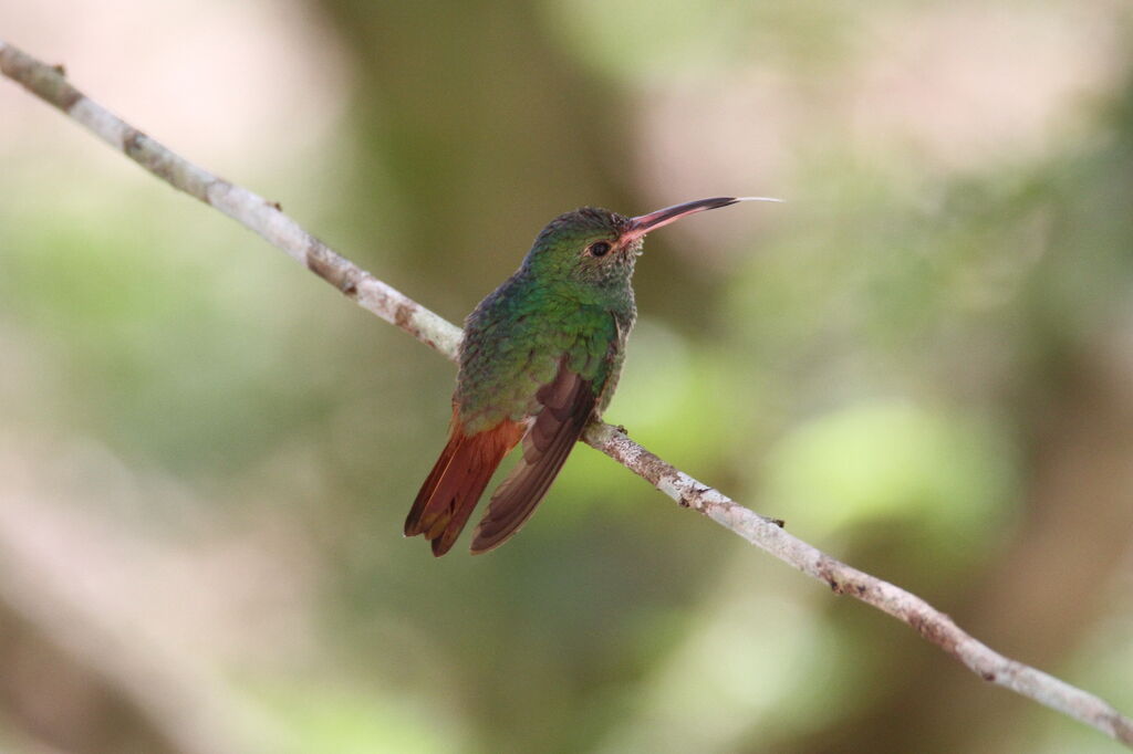 Rufous-tailed Hummingbird