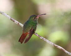 Rufous-tailed Hummingbird