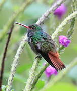 Rufous-tailed Hummingbird