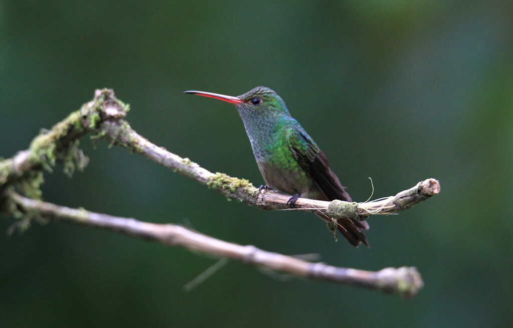 Rufous-tailed Hummingbird