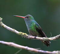 Rufous-tailed Hummingbird