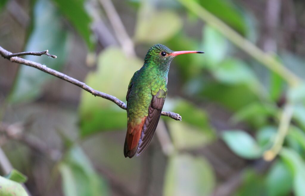 Rufous-tailed Hummingbird