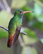 Rufous-tailed Hummingbird