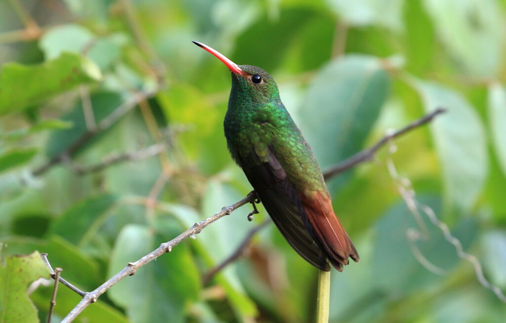 Rufous-tailed Hummingbird