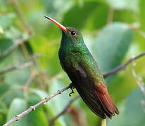 Rufous-tailed Hummingbird