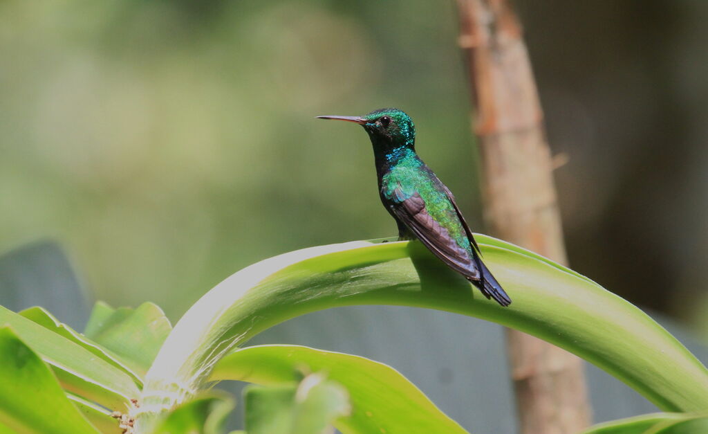 Blue-chested Hummingbird