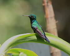 Blue-chested Hummingbird