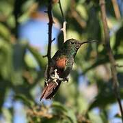 Berylline Hummingbird