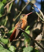 Cinnamon Hummingbird