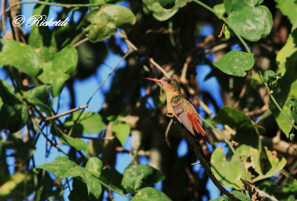 Cinnamon Hummingbird