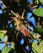 Cinnamon Hummingbird