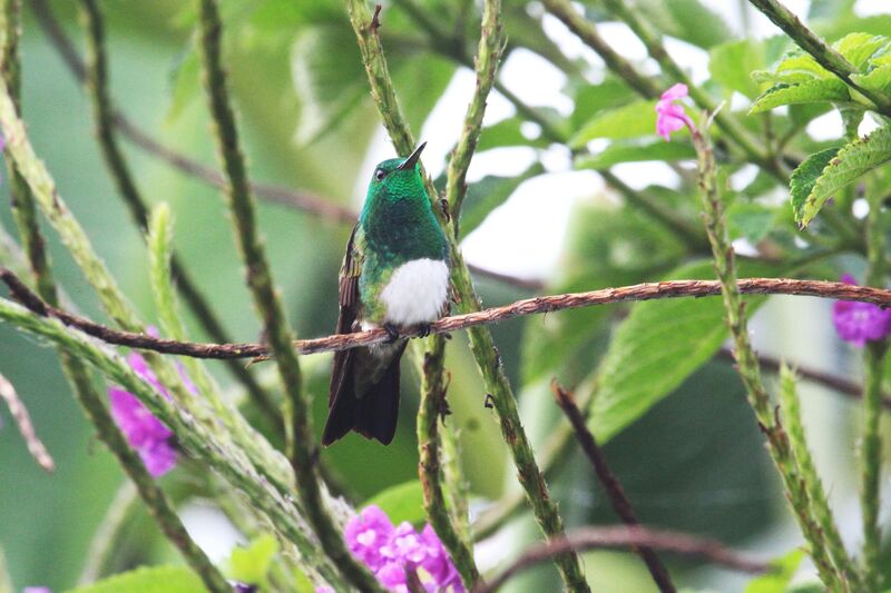 Snowy-bellied Hummingbird