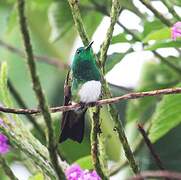 Snowy-bellied Hummingbird