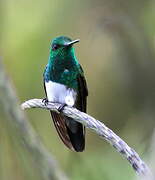 Snowy-bellied Hummingbird