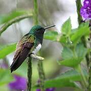 Snowy-bellied Hummingbird