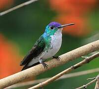 Andean Emerald